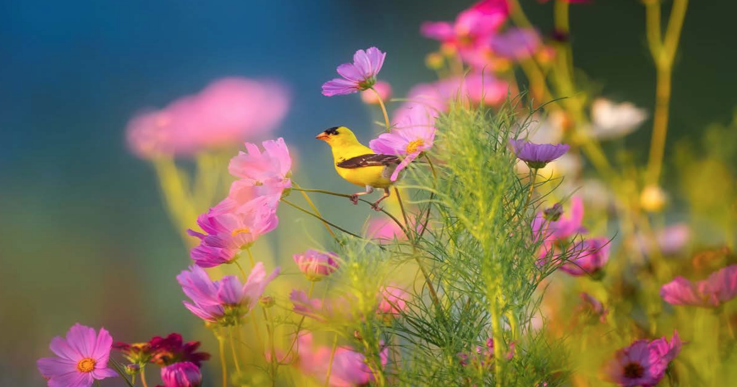 bird-flowers